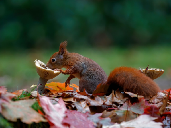 Voedsel voor eekhoorn | Deli Nature Greenline